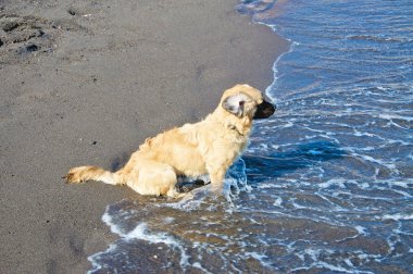 köpek sahilde.