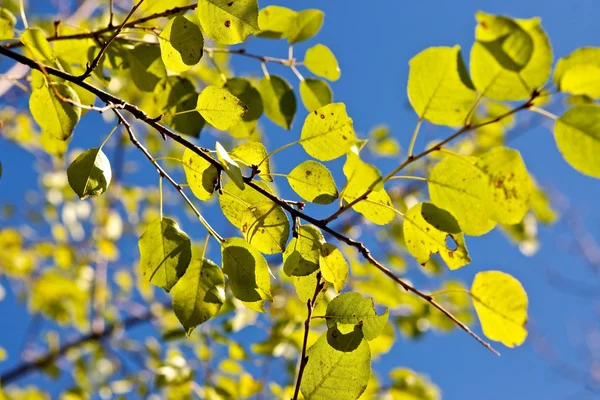Зеленая листва . — стоковое фото