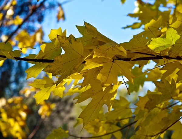 Осенние деревья . — стоковое фото