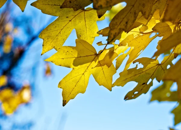 Кленовые листья . — стоковое фото