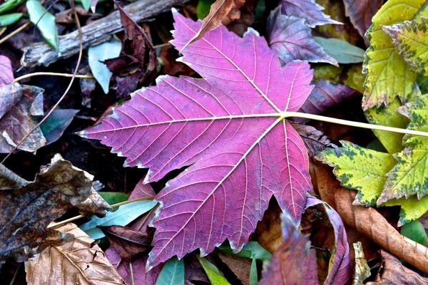 Пурпурный лист . — стоковое фото