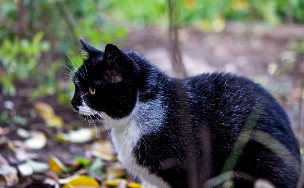 stock image Cat on a hunt.