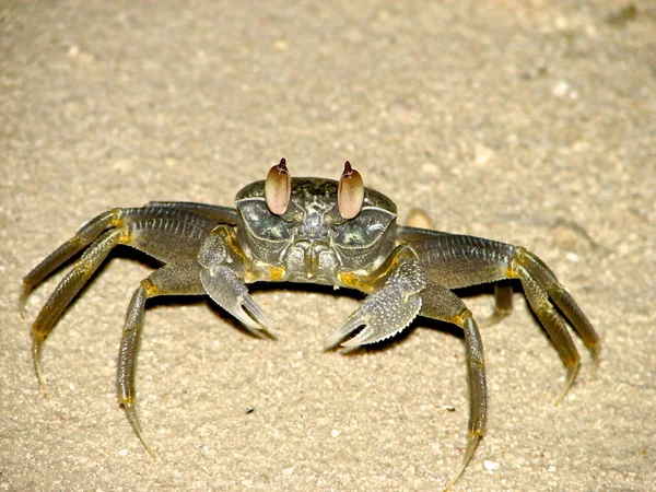 stock image Crab in the sand.