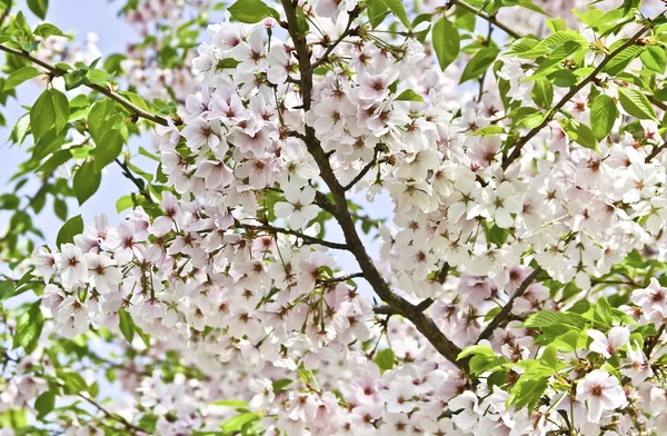 樱花树 免版税图库图片