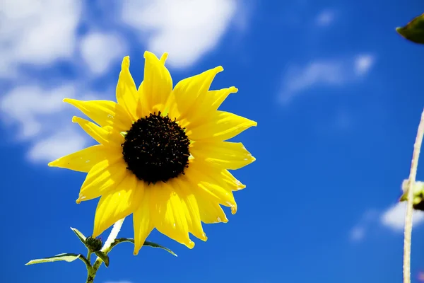 stock image Sunny Flower