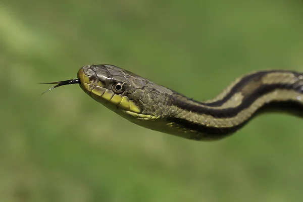 草丛中的蛇 免版税图库图片