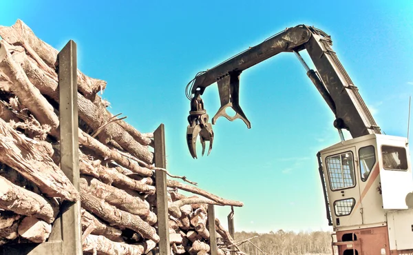 Harvesting Wood — Stock Photo, Image