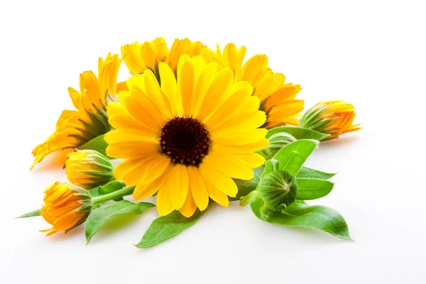 Calendula. fiori isolati sullo sfondo bianco — Foto Stock