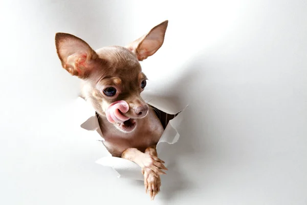 Lustiger kleiner Hund auf weiß — Stockfoto