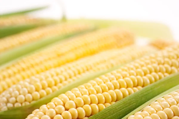Corn with leaves — Stock Photo, Image