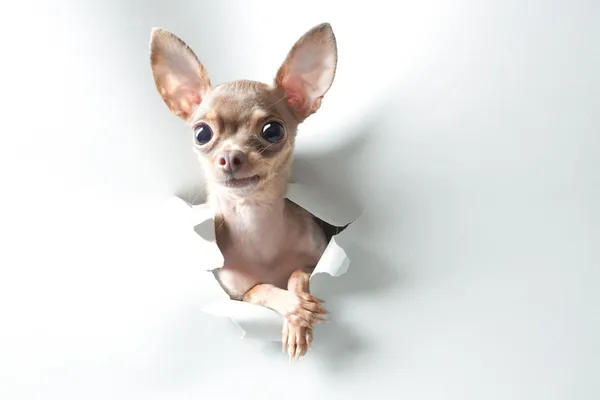 Divertido perro pequeño con grandes ojos y orejas —  Fotos de Stock