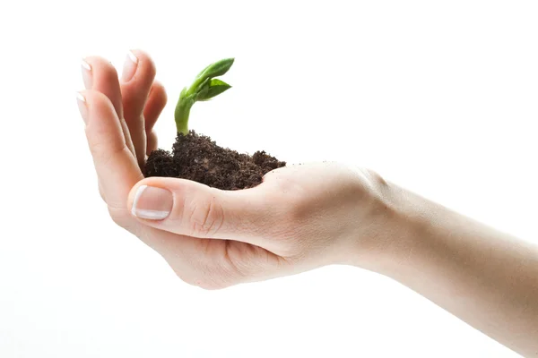 Female hand keep a new little green life — Stock Photo, Image