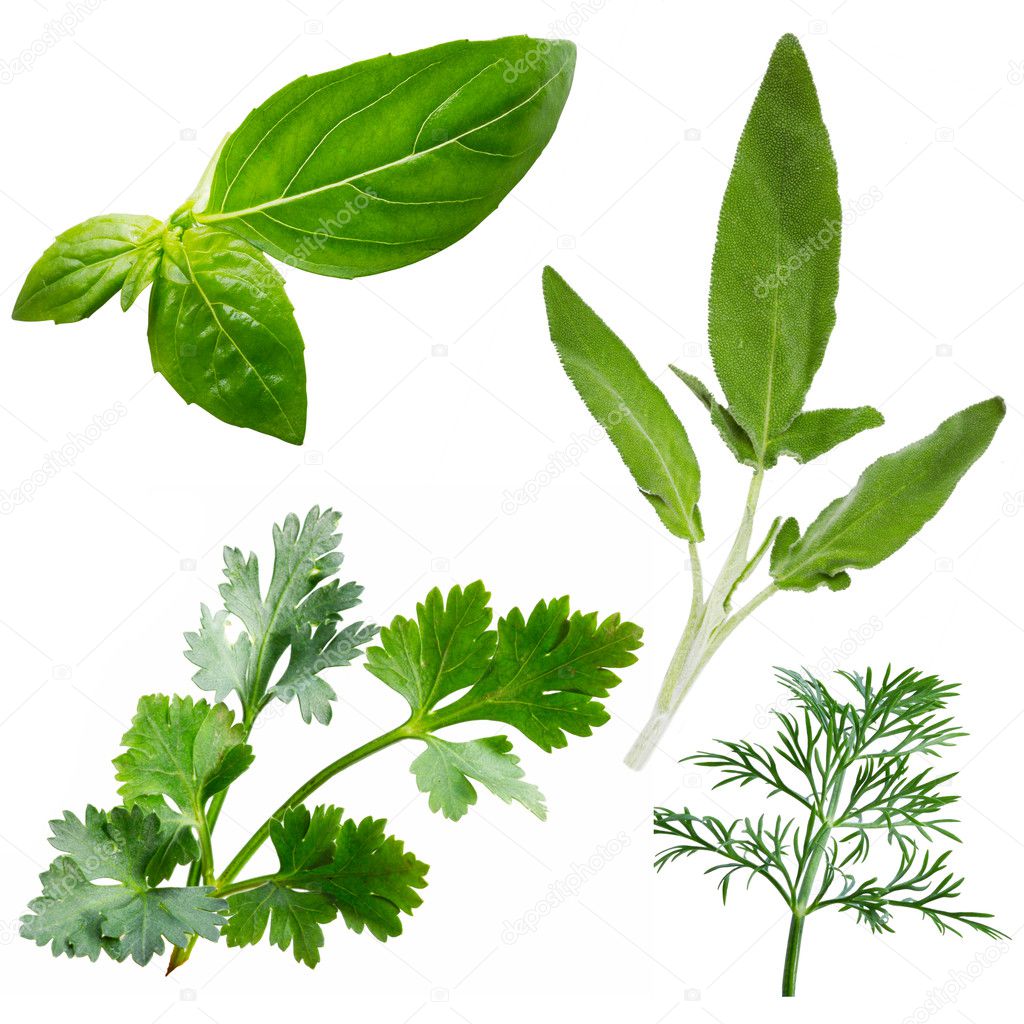 Fresh herbs isolated on white background