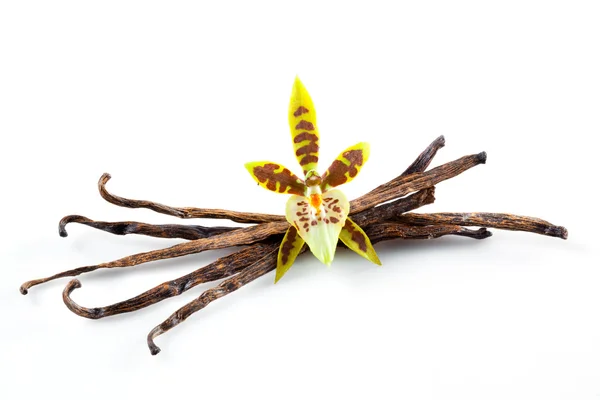 stock image Vanilla Pods and Flower isolated on a white background