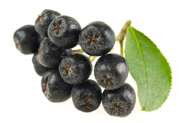 Stock image Ashberry. Black ash berry isolated