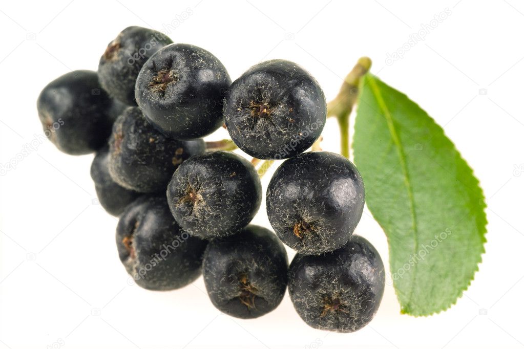Ashberry. Black ash berry isolated