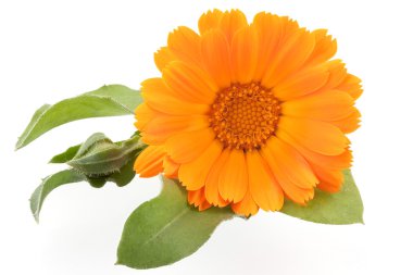 Calendula beyaz üzerine izole