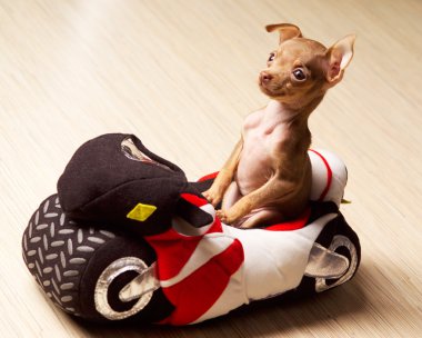 komik küçük köpek motosiklet