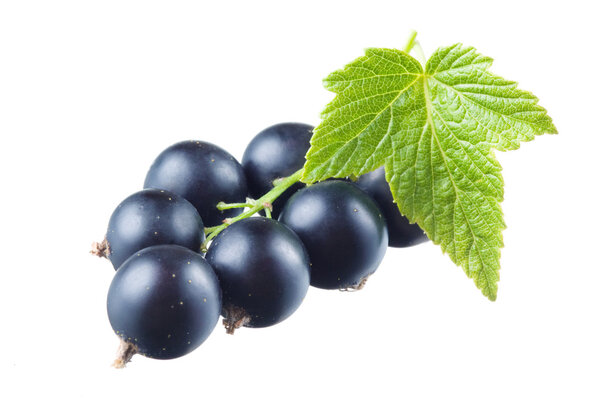 Black currant with leaf isolated