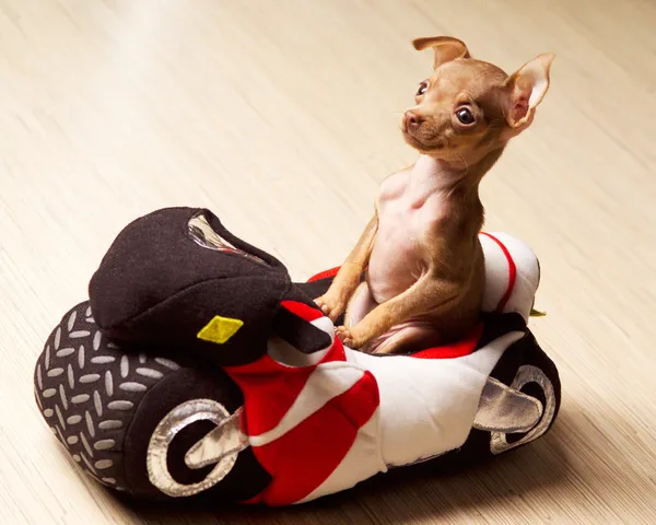 Pequeno cão engraçado na motocicleta — Fotografia de Stock