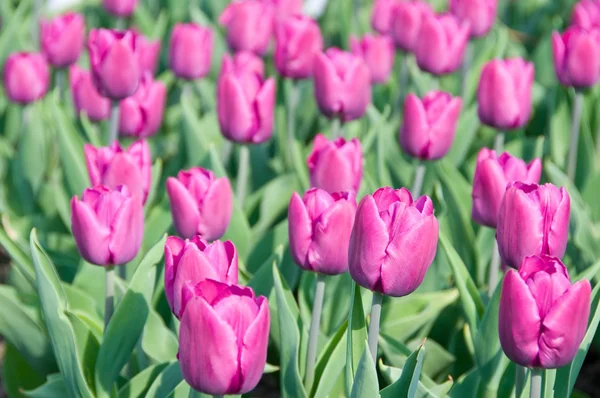 stock image Tulips