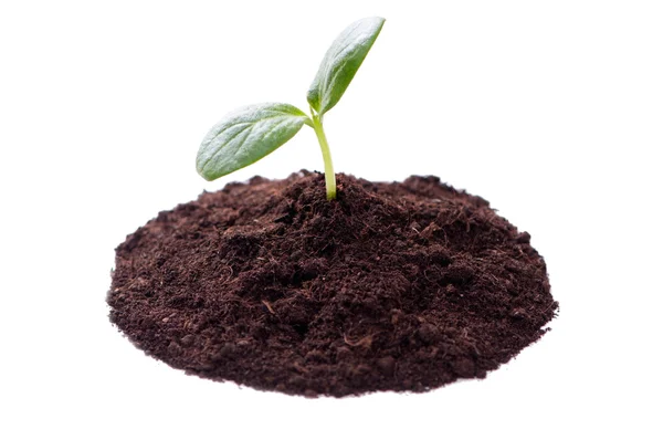 stock image Young plant