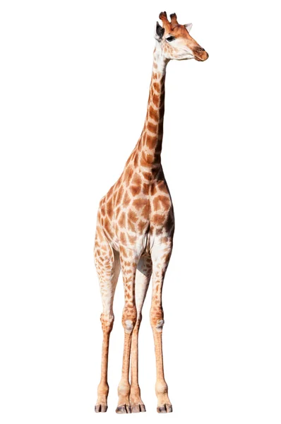 Stock image Giraffe