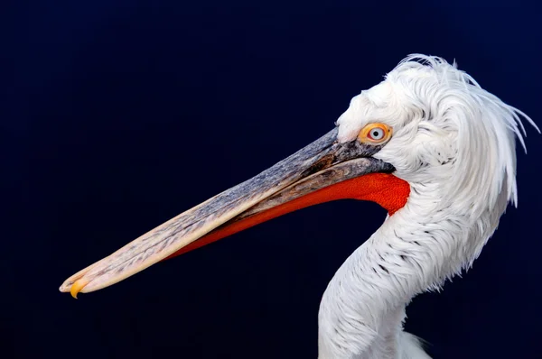 stock image Pelican