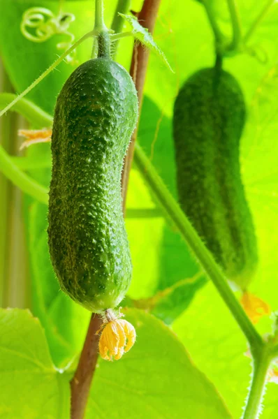 stock image Green cucumber