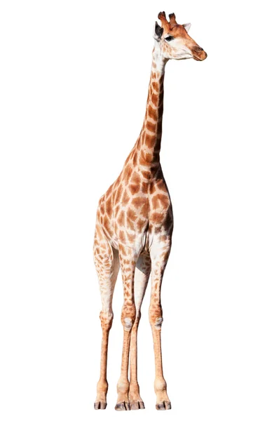 Žirafa Stock Snímky