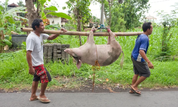 stock image Pig transport