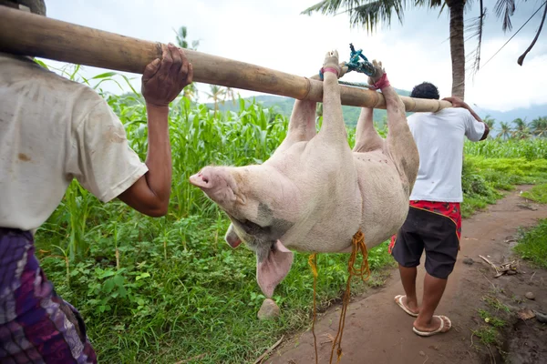 Pig transport — Stock Photo, Image