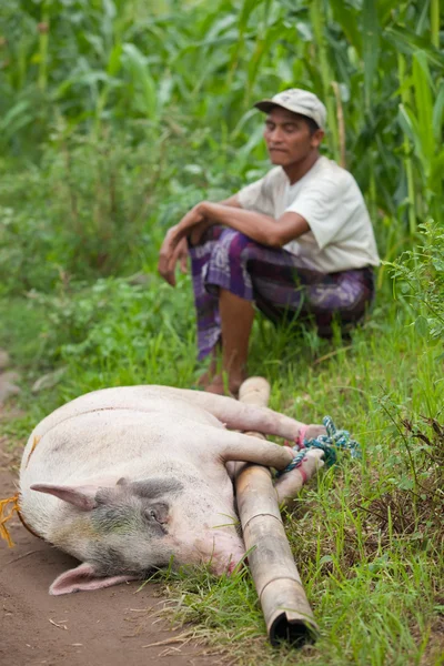 豚の輸送 — ストック写真