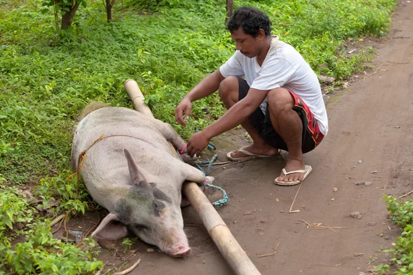 stock image Pig transport