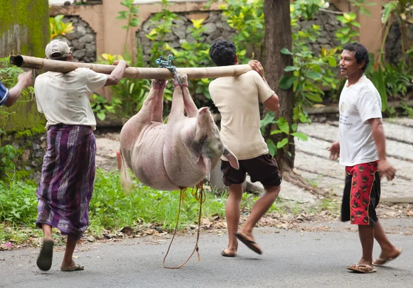 Transporte de cerdos — Foto de Stock
