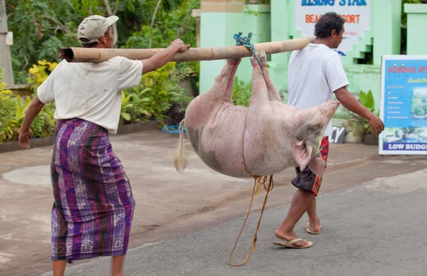 Schweinetransport — Stockfoto