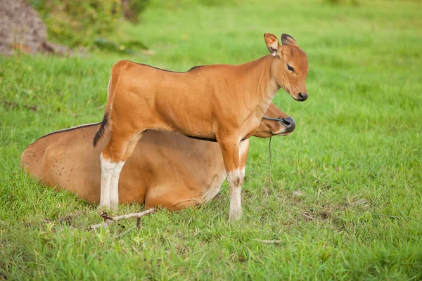 Vacas balinesas — Fotografia de Stock