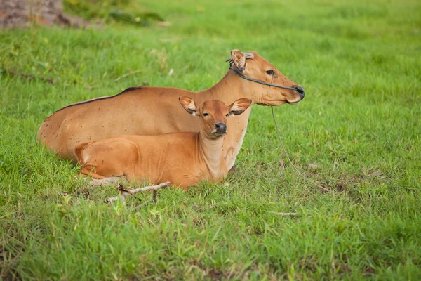 stock image Balinese cows