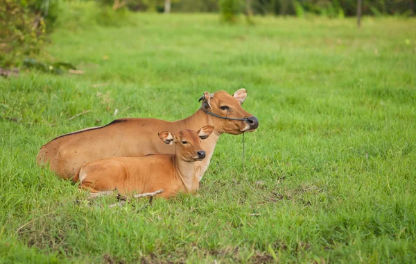 Balinéz tehenek — Stock Fotó