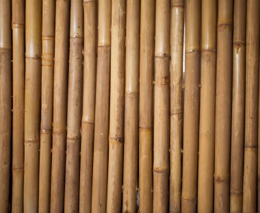 Bambu.