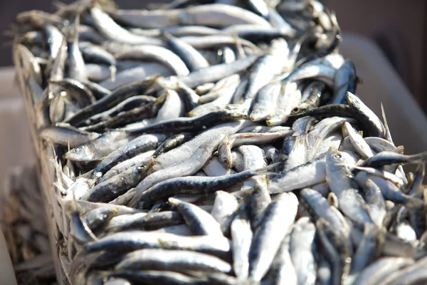 Zmrazené sardinky — Stock fotografie