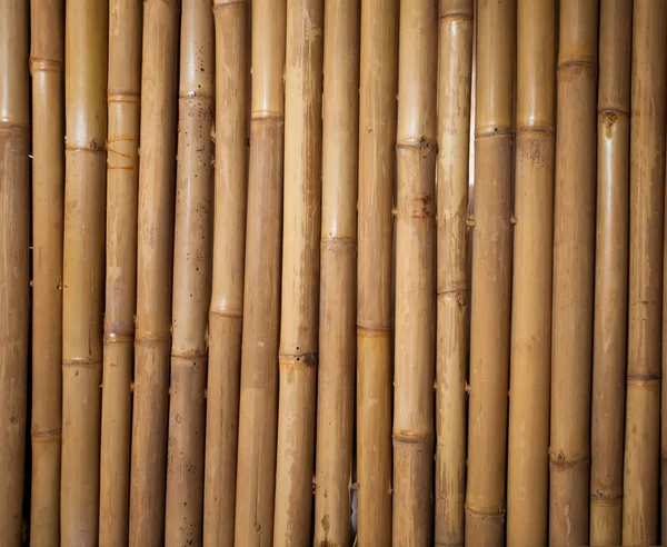 Stock image Bamboo