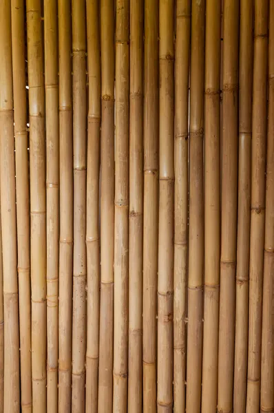 stock image Bamboo