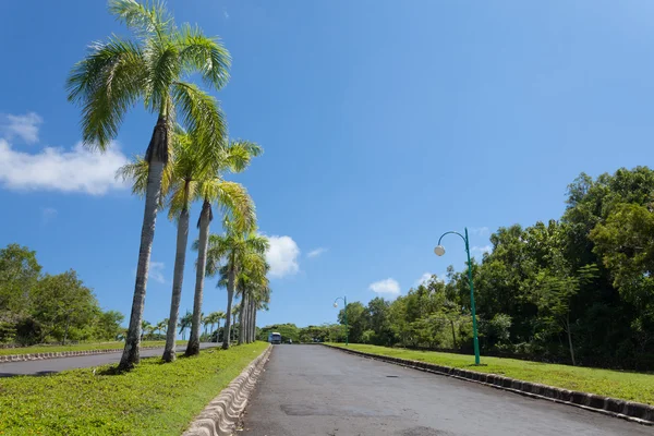 Carretera y palmeras — Foto de Stock