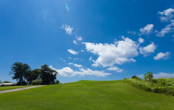 Зелене поле з деревами з блакитним небом і білими хмарами на фоні — стокове фото