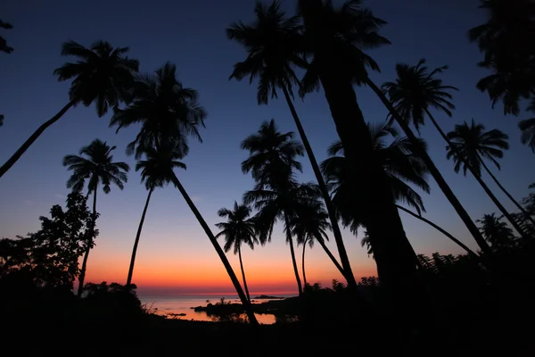 Пальмова дерево захід сонця — стокове фото