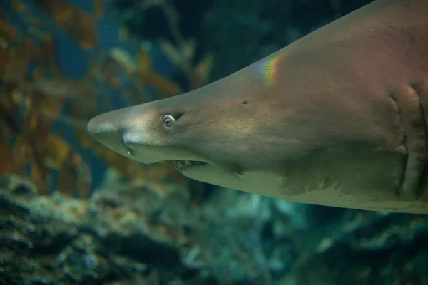 Cabeza de tiburón —  Fotos de Stock