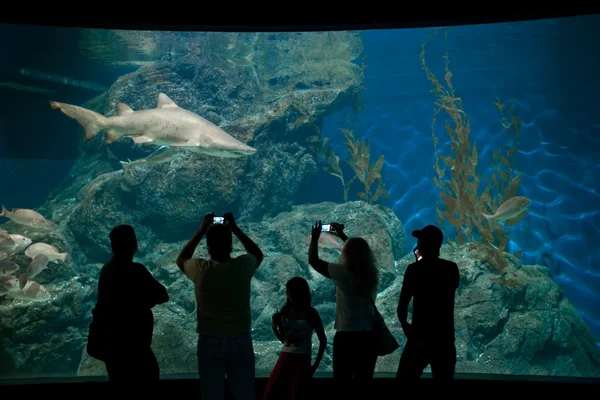 Visiteurs d'aquarium — Photo