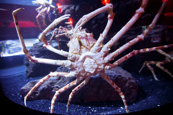 Crabe araignée japonais — Photo