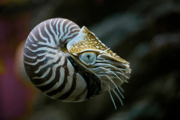 鹦鹉螺 — 图库照片